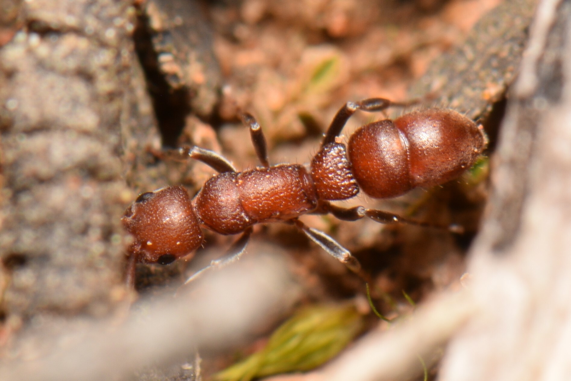 Platythyrea dentinodis
