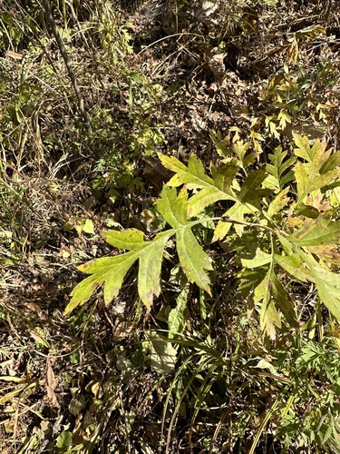 Chinese haw (Crataegus pinnatifida)