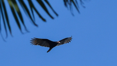 Cathartes aura image