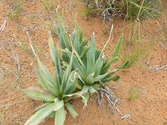 Ledebouria marginata