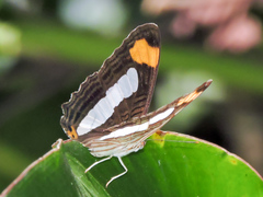Adelpha iphicleola iphicleola