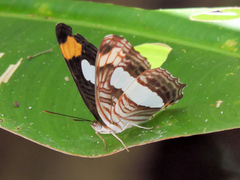 Adelpha iphicleola iphicleola