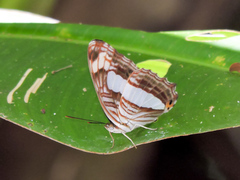 Adelpha iphicleola iphicleola