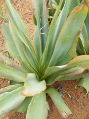 Ledebouria marginata