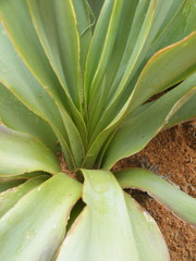 Ledebouria marginata
