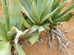 Ledebouria marginata