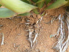 Ledebouria marginata