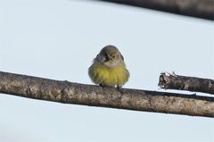 Carduelis citrinella