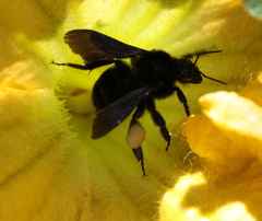 Bombus morio