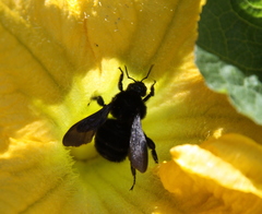 Bombus morio