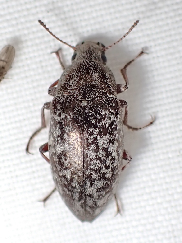 Pechalius dentiger