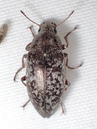 Pechalius dentiger