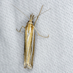 Hednota relatalis