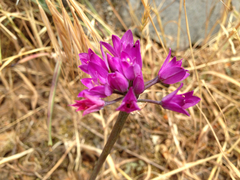 Allium dichlamydeum