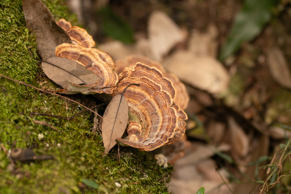 Microporus vernicipes