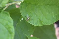 Cholomyia