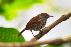 Thamnophilus tenuepunctatus