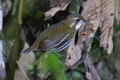 Chamaeza campanisona