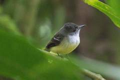 Myiarchus tuberculifer