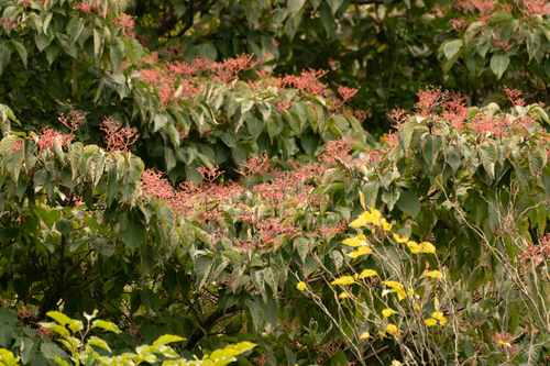 Image of Cornus macrophylla by (c) WATANABE Hitoshi 渡辺仁, some rights reserved (CC BY)