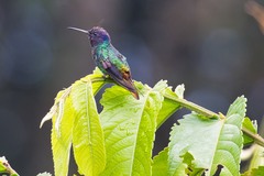 Chrysuronia oenone