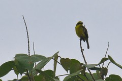 Conopias cinchoneti