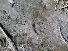 Nyctereutes procyonoides