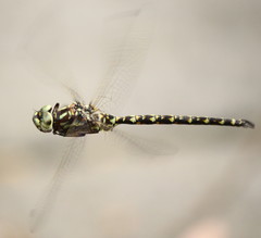 Gomphaeschna furcillata