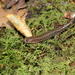 Foothills Dusky Salamander - Photo (c) Matthew Moskwik, some rights reserved (CC BY-NC), uploaded by Matthew Moskwik