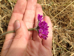Allium dichlamydeum