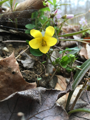 Viola pubescens