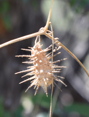 Echinopepon wrightii