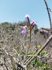 Tillandsia streptocarpa, photograph Agente Itallo, CC BY, iNaturalist via GBIF