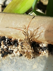 Centrocoris
