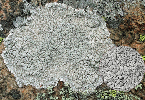 White Rim Lichen