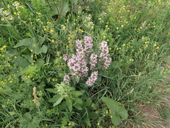 Phlomoides tuberosa