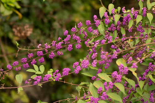 Purple beautyberry (Callicarpa dichotoma)