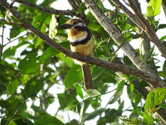 Hypnelus ruficollis