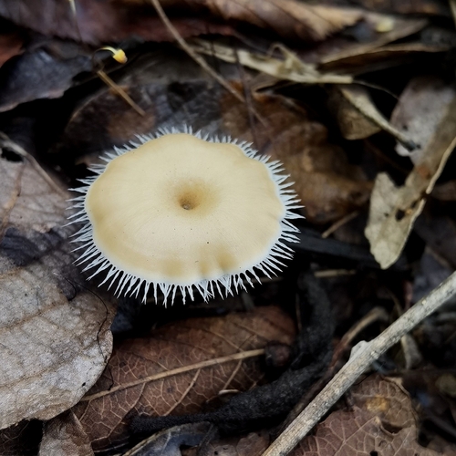 Lentinus flexipes