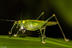 Phlugis ocraceovittata