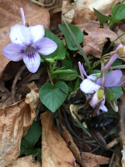 Viola rostrata