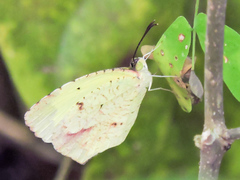 Abaeis salome jamapa