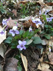Viola rostrata