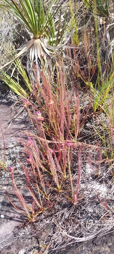Drosera graminifolia