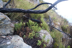 Arctotis aspera aspera