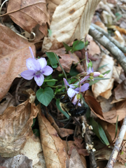 Viola rostrata