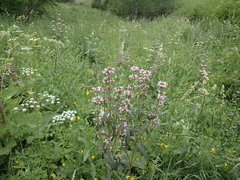Phlomoides tuberosa