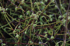 Elytropappus