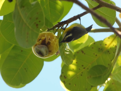Bananaquit