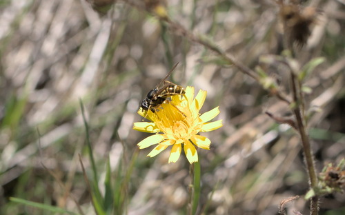 Yellow-shielded Quicksilver photo 5